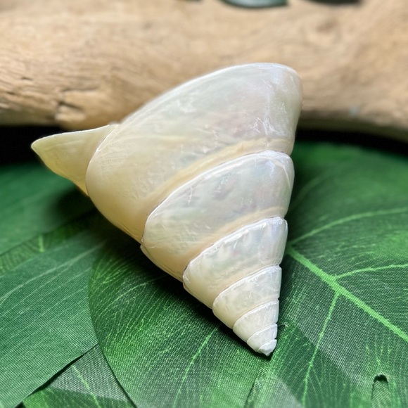 LARGE PEARLIZED COMMERCIAL TROCHUS TOP SHELL DISPLAY COLLECTOR SEASHELL COASTAL - Picture 9 of 15